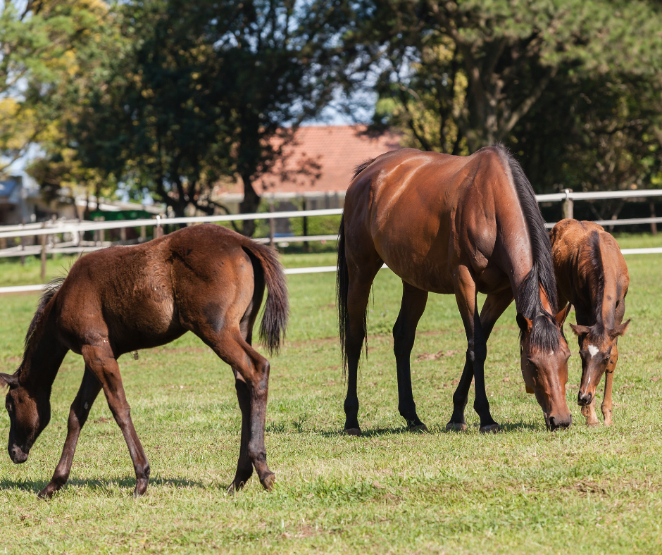 Choosing the Perfect Stallion for Your Mare. We’re Here to Help!